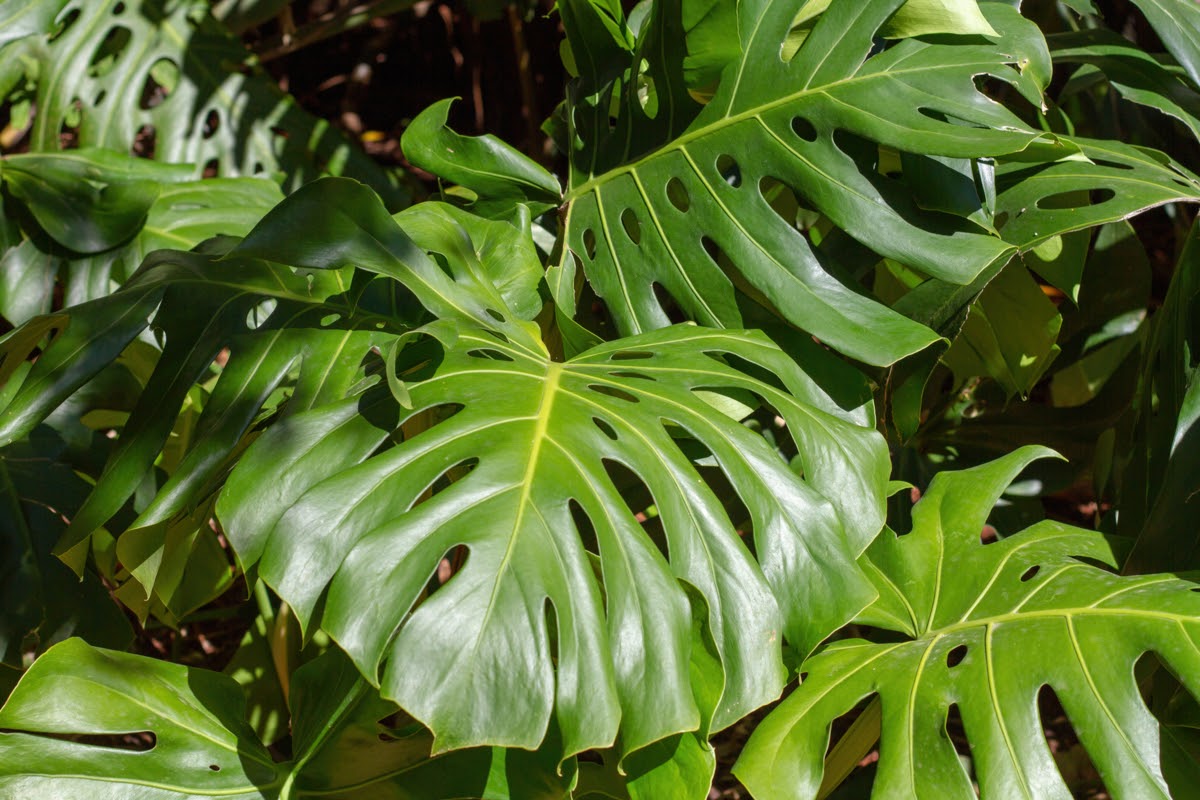 Le prix excessif des Monstera Variegata