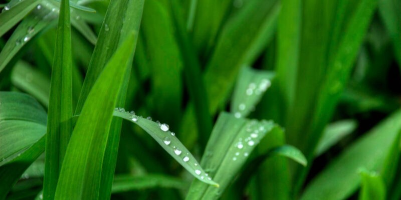 Kikuyu : l’herbe tropicale qui prend le dessus pour votre jardin !