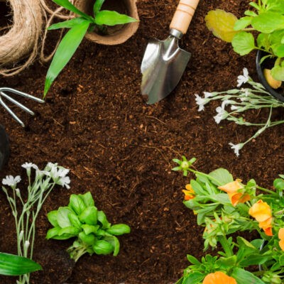 Entretenir son jardin à Nice : zoom sur les étapes clés et les services de jardinage 